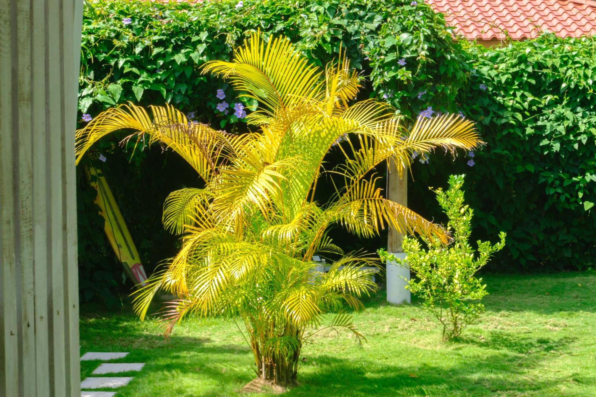 Puerto Viejo de Talamanca Olivia Del Caribe Suite מראה חיצוני תמונה
